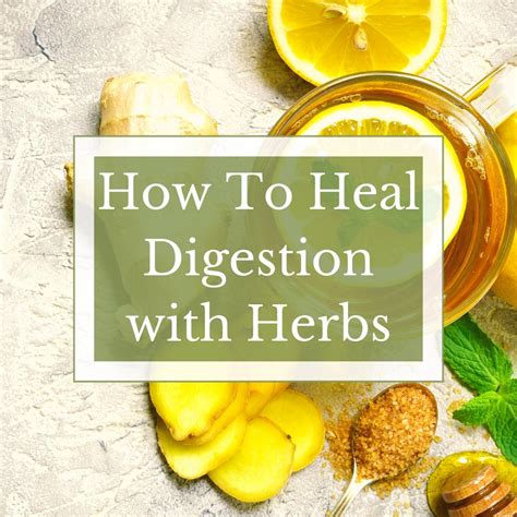 How To Heal Digestion With Herbs – Wild Bloom Botanicals