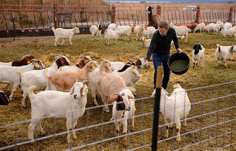 Thriving Utah goat farm provides halal meat for refugees | The Seattle Times