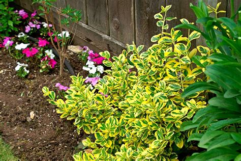 Gold Euonymus - The Plant Guide