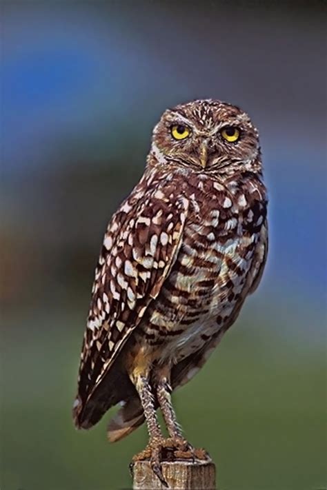 File:Burrowing Owl.jpg - Wikipedia