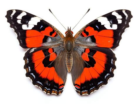 Red Admiral butterfly stock illustration. Illustration of nature ...