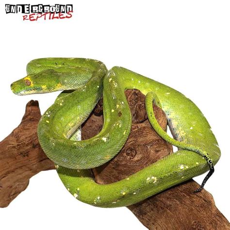 Adult Biak Green Tree Python - Underground Reptiles