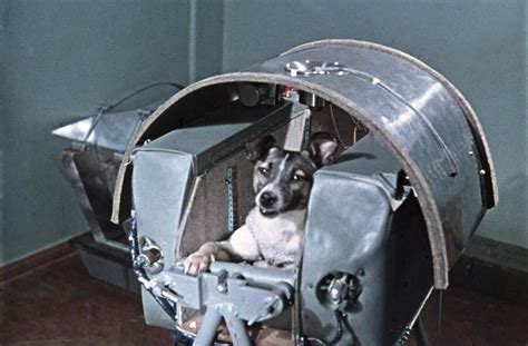 Laika: The Soviet Space Dog Sent on a One-Way Trip into Orbit, 1957 - Rare Historical Photos