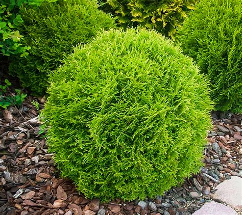 Little Giant Arborvitae Shrubs For Sale | The Tree Center