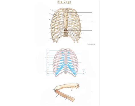 Thoracic cage / Rib Features / Quiz