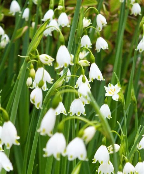 Leucojum aestivum (With images) | Bulb flowers, Flowers, Flower farm