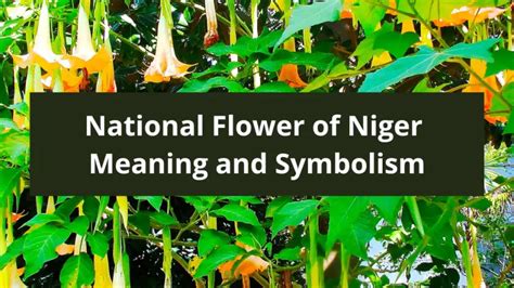 What is the national flower of Niger, Meaning and Symbolism