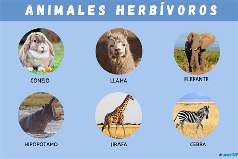 20 ejemplos de animales HERBÍVOROS y características