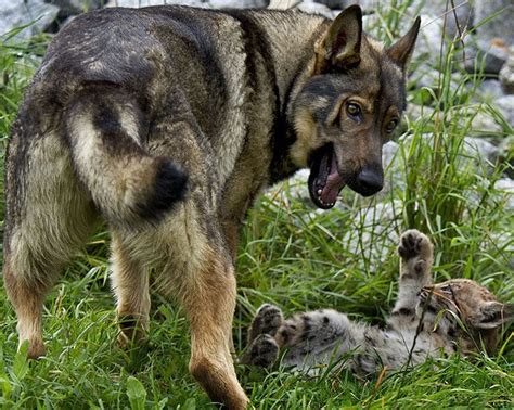 Dog Adopts Three Lynx Cubs | Animals