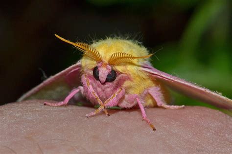 Rosy Maple Moth by wreckingball34 on DeviantArt