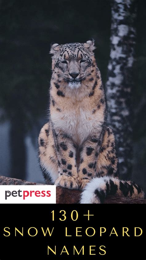 130+ Snow Leopard Names - Best Name Ideas For Exotic Snow Leopard