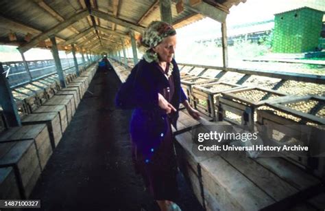 177 Mink Farming Stock Photos, High-Res Pictures, and Images - Getty Images