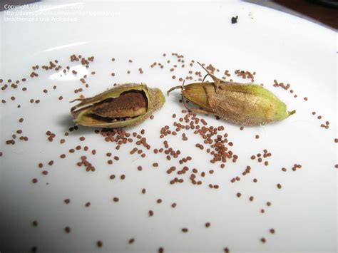 Nicotiana Alata Seeds