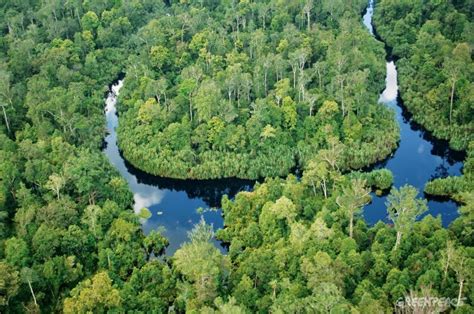 ICCC Kembangkan Pengukuran Emisi dari Lahan Gambut - Beritalingkungan ...