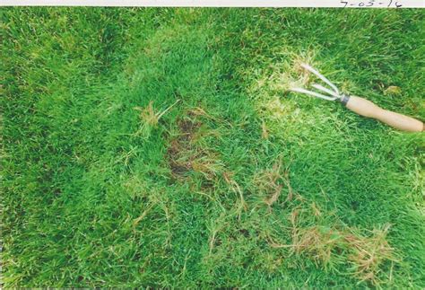 zoysia grass treatment #805843 - Ask Extension