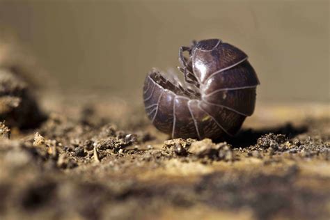 30 Pill Bug Facts About This Common Woodlouse - Facts.net