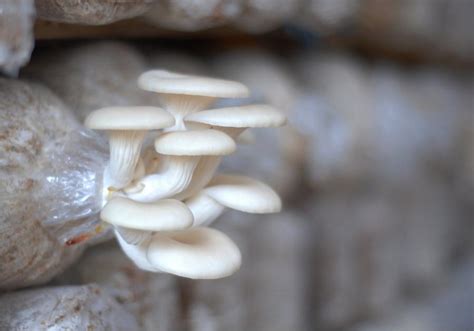 Oyster mushroom cultivation photos