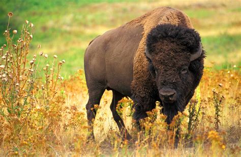 Free picture: buffalo, American, animal