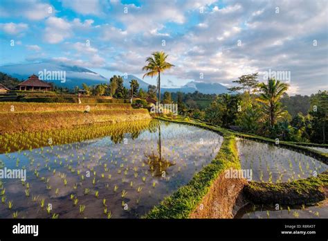 Indonesia, Bali, Center, sunrise over terraced rice fields near ...