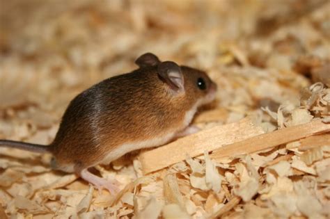 Biology Blogs :) — 23. The African Pygmy Mouse!