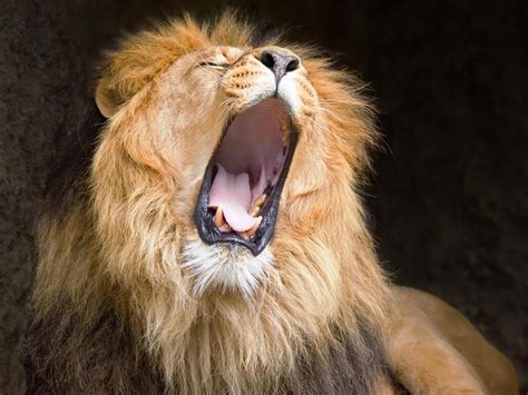 Roaring Lion Wallpaper - WallpaperSafari