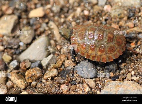 Japanese pond turtle (Mauremys japonica) young in Japan Stock Photo - Alamy