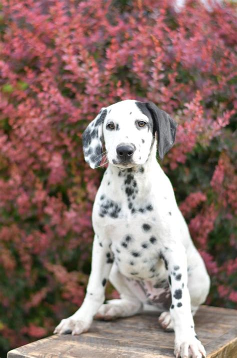 Dalmatian Puppies for Sale | Lancaster Puppies