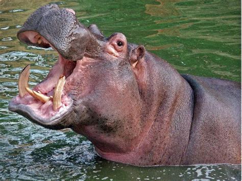 Hippopotamus Teeth - What are Hippo Teeth Made of? - Hippo Haven