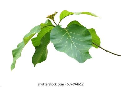 Big Green Leaves Teak Tree Isolated Stock Photo 639694612 | Shutterstock