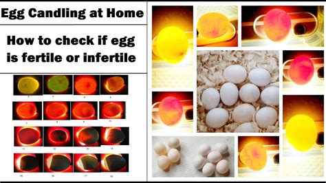 Budgie Egg Candling | Check if Egg is Fertile-Infertile | Parakeet Egg ...