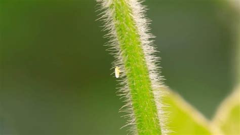 Whiteflies on Basil: 5 Ways to Get Rid of Them (#2 Works the Best!)