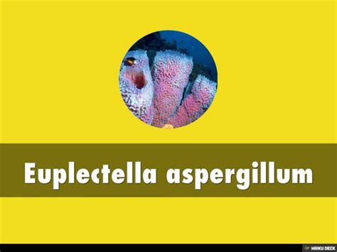 Euplectella aspergillum