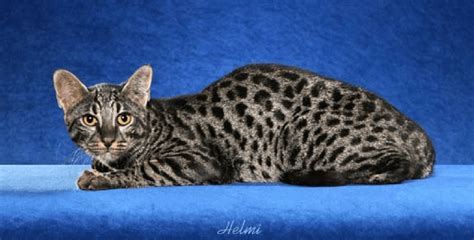 Image result for safari cat | Cat breeds, Exotic cats, Rare cats