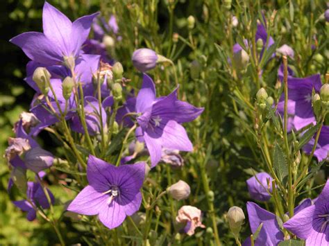 14 Best Fall-Blooming Flowers for Your Perennial Garden