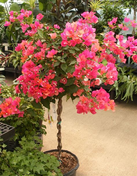 Bougainvillea | Jardín de flores, Plantas jardin, Plantas en maceta