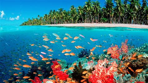 HD wallpaper: Life Under the Sea, Fiji, Ocean Life | Wallpaper Flare