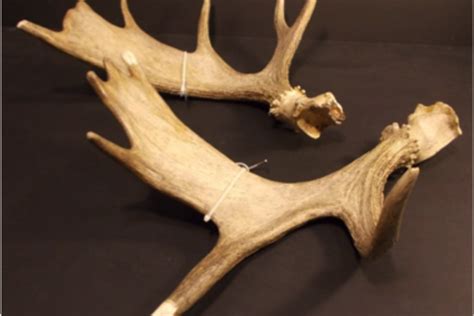 Antlers: What's Their Function? - Field Museum