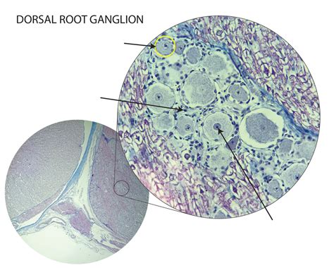 ANAT 102 - HISTOLOGY PRACTICAL - DORSAL ROOT GANGLION Diagram | Quizlet