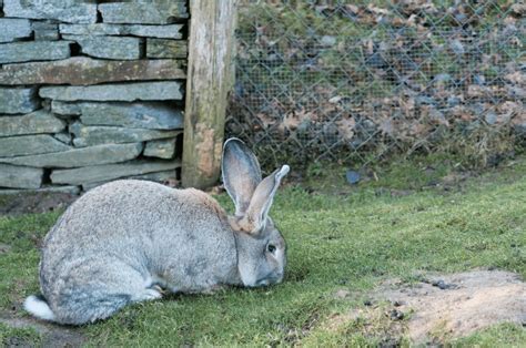 6 of the Largest Rabbit Breeds in the World - Animal Corner