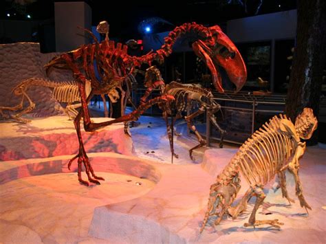 Florida Museum of Natural History - Visit Gainesville