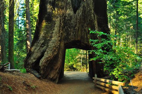 Meet the Oldest Trees in the World, Right Here in the West — Sunset ...