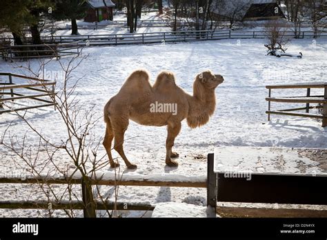 Camel, Nuremberg Zoo, Bavaria, Germay Stock Photo - Alamy