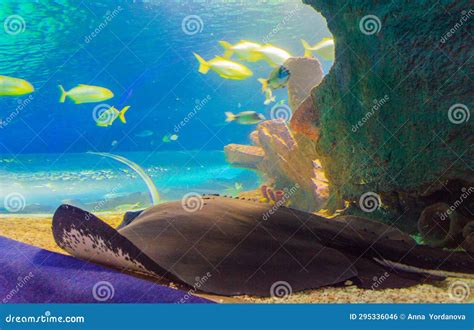 Stingray Fish and Tropical Fish in Istanbul Aquarium Turkey Stock Photo - Image of nature ...