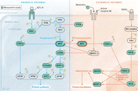 Schematic Diagram of Anabolic and Catabolic Pathways Involved in Muscle... | Download Scientific ...