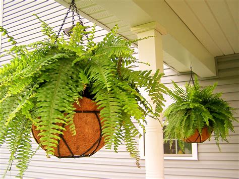 hanging fern basket - Google Search Hanging Ferns, Hanging Plants Diy, Diy Hanging, Hanging ...