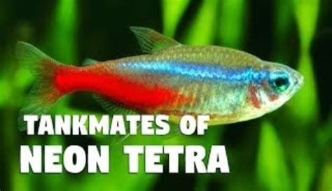 Neon Tetra Tank Mates: 17 Best Fish Friends You Have To Know - JapaneseFightingFish.org