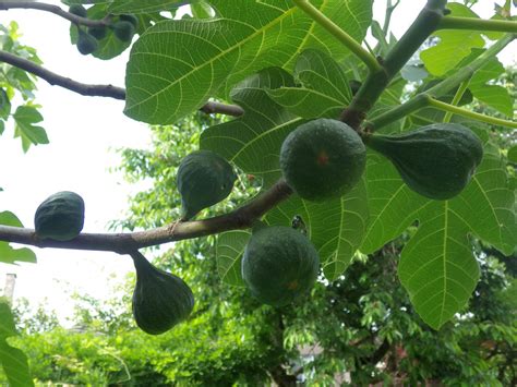 Green Figs Free Stock Photo - Public Domain Pictures