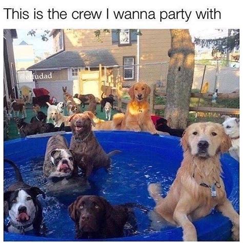 The best party🐶♥️ #memes#dogmemes#alldogsgotoheaven#allmyfriendsaredogs ...