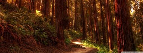 Redwood Tree Wallpapers - Top Free Redwood Tree Backgrounds - WallpaperAccess