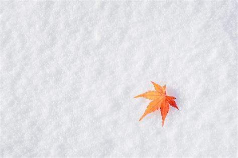 Free download | HD wallpaper: winter, autumn, leaves, snow, maple ...